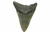 Fossil Megalodon Tooth - North Carolina #338480-1